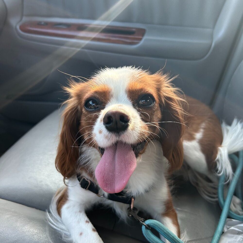 Meet your posher, Julianne!